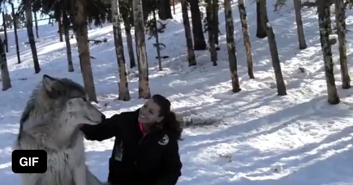 How to pet a wolf - 9GAG