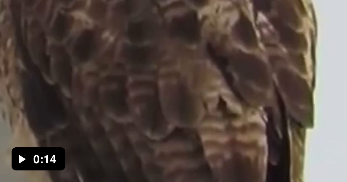 The iconic bald eagle screech in Hollywood actually belongs to the red