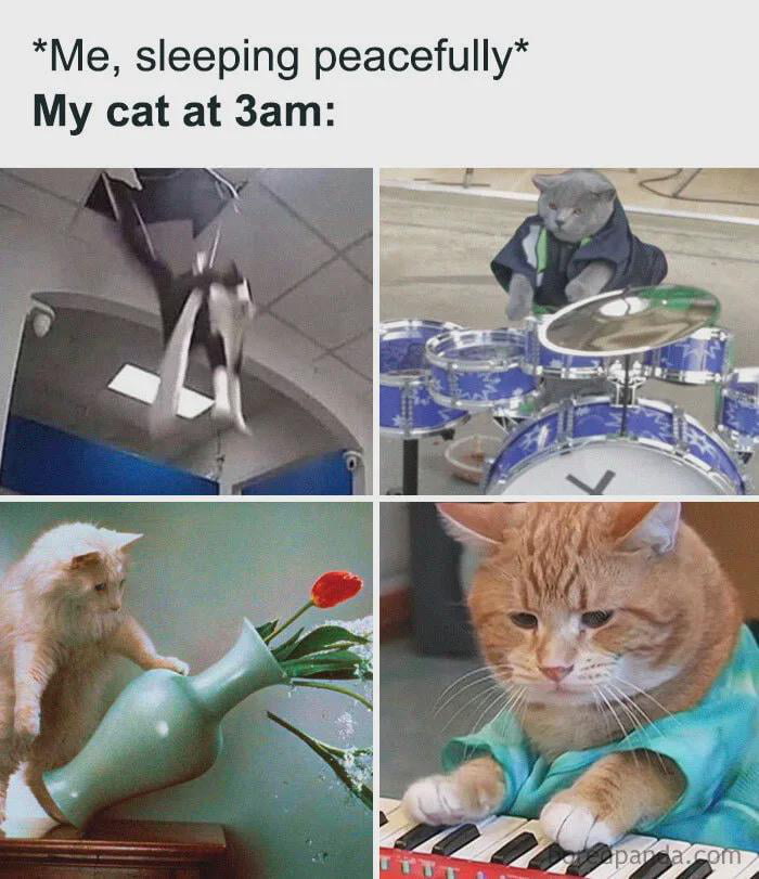 My cat's morning routine - 9GAG