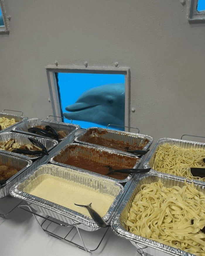 Dolphin Staring Through Break Room At Aquarium. - 9GAG