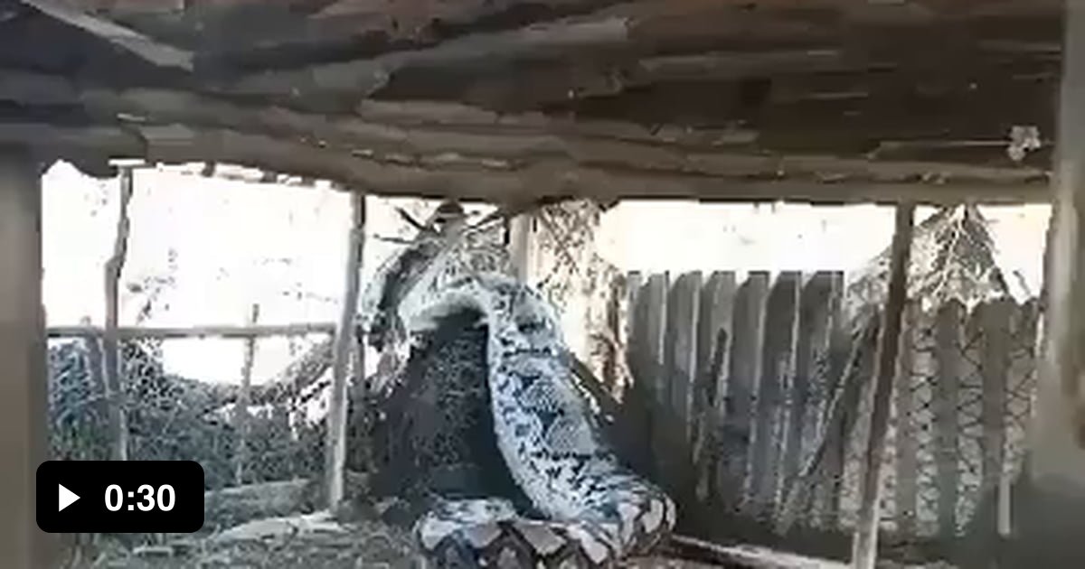 Of a danger noodle - 9GAG