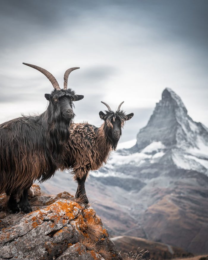 wild republic goat