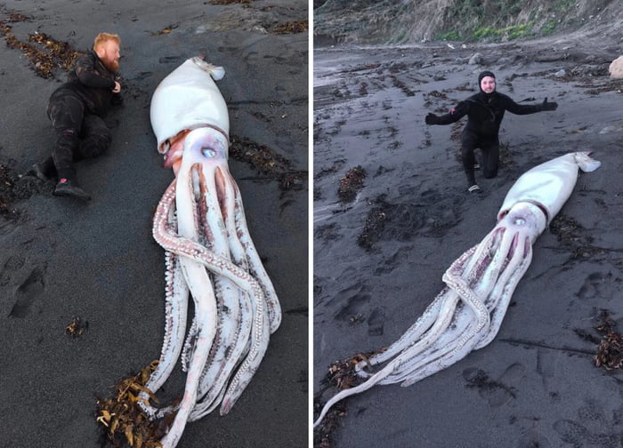 Giant squid can grow to a tremendous size due to deep-sea gigantism ...