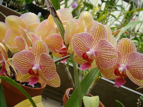 Taken In The Orchid Room At The Coastal Botanical Gardens In