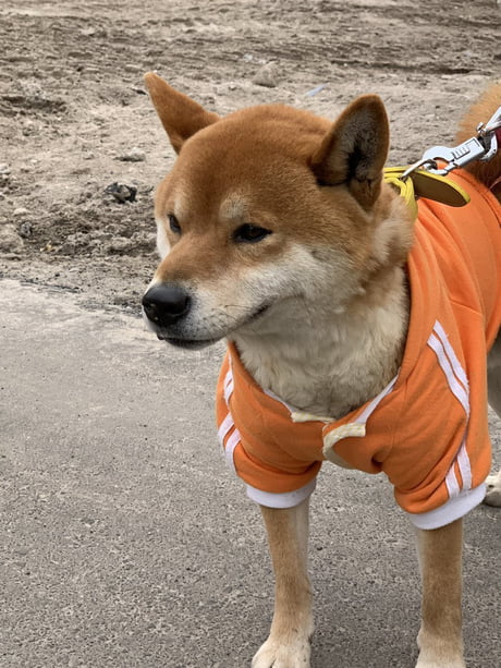 This Sweet Potato Stand In Japan Is Run By A Good Shiba Inu