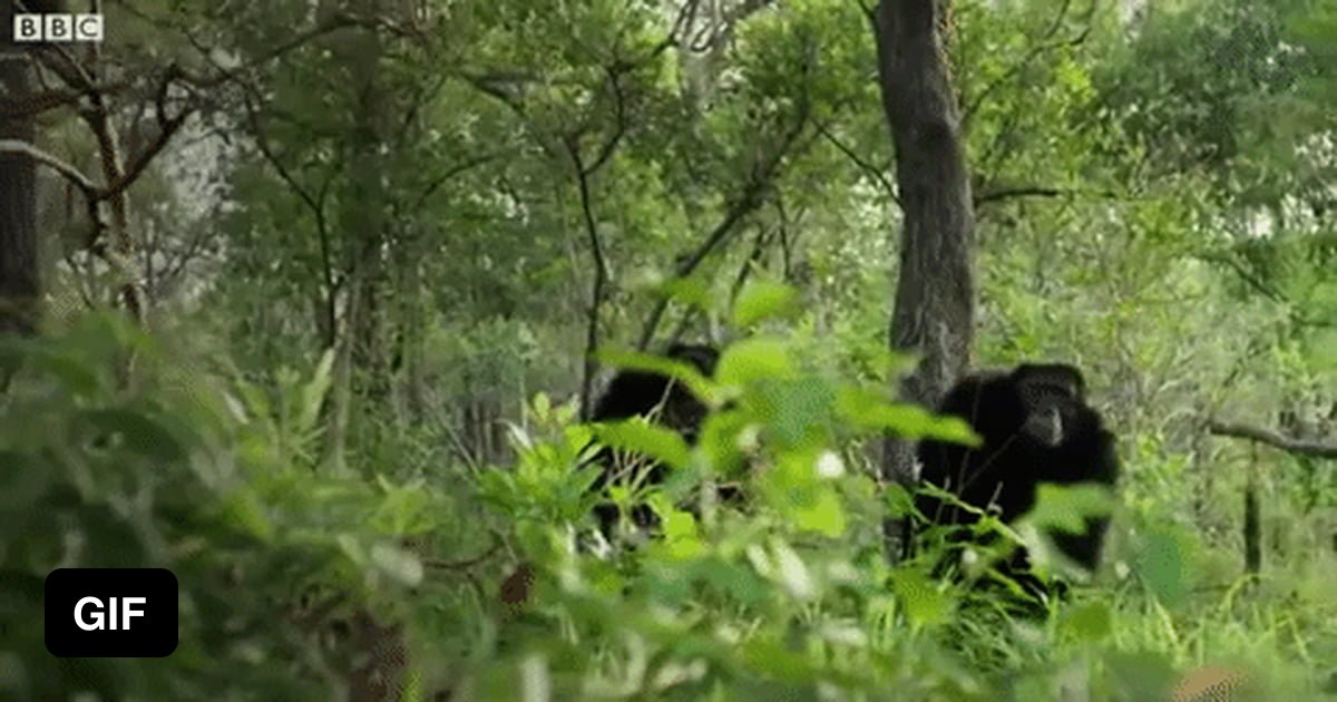 Chimps walking upright in Senegal - 9GAG