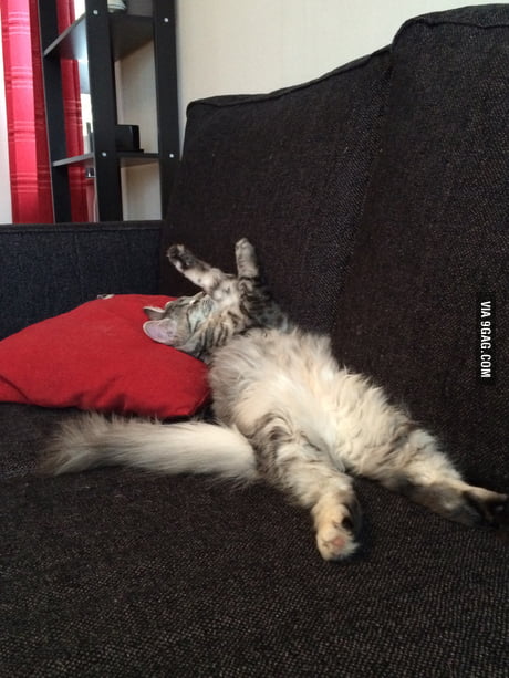 I See Your Majestic Cats And Raise You My Couch Potato 9gag