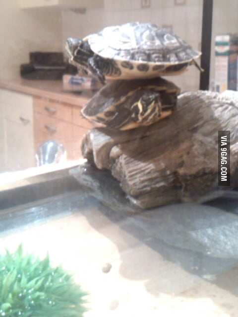 This turtles are a bit... special - 9GAG