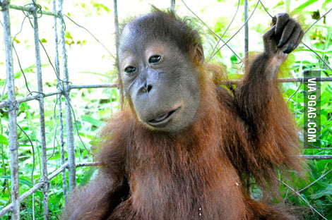 Unlikely Bond Researchers Study Orangutan With Down Syndrome - 52n3wkl