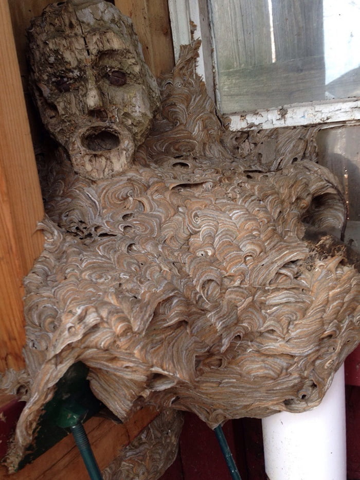 Hornets nest that formed around the face of a wooden statue that was ...