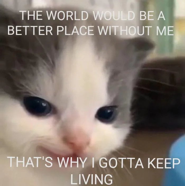 Cat meme - 9GAG