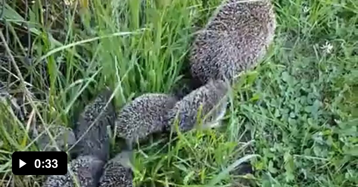 Mama hedgehog looking back to make sure all her hoglets are keeping up ...