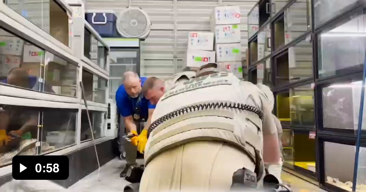 Cops use nail gun on family pet by mistake 9GAG