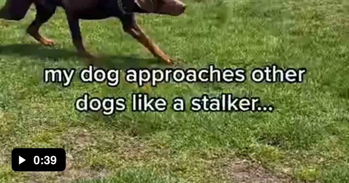 Stalker dog 9GAG