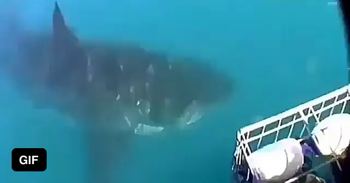 Size difference between a 5 meter great white shark and a 2 meter great ...