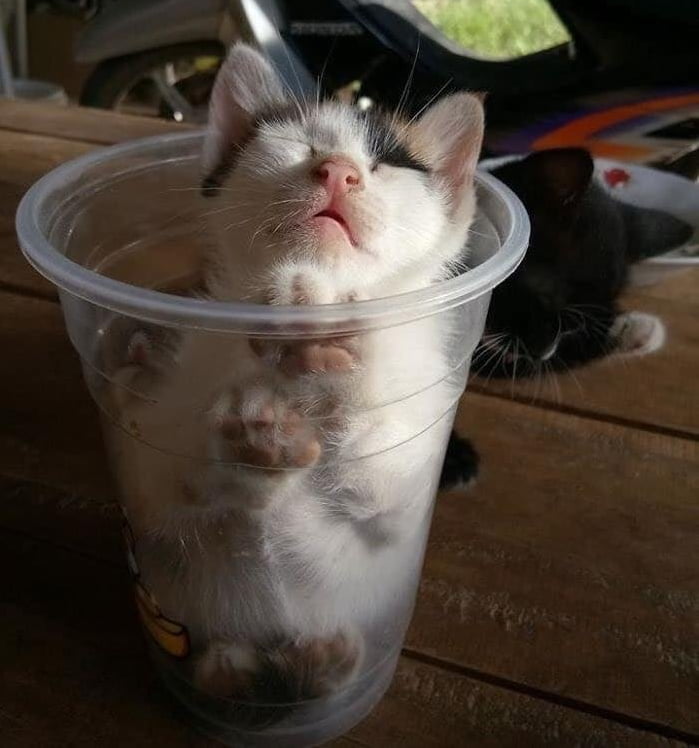 Smol enough to fit in a cup. 9GAG