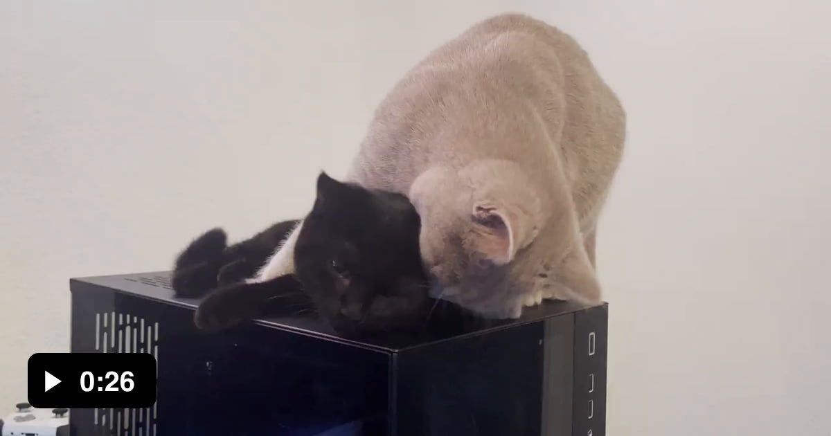 Two cats are better than one. but who gets to sit there now ? - 9GAG