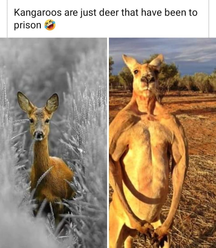 Kangaroos R Just Deer That Have Been To Prison 9GAG