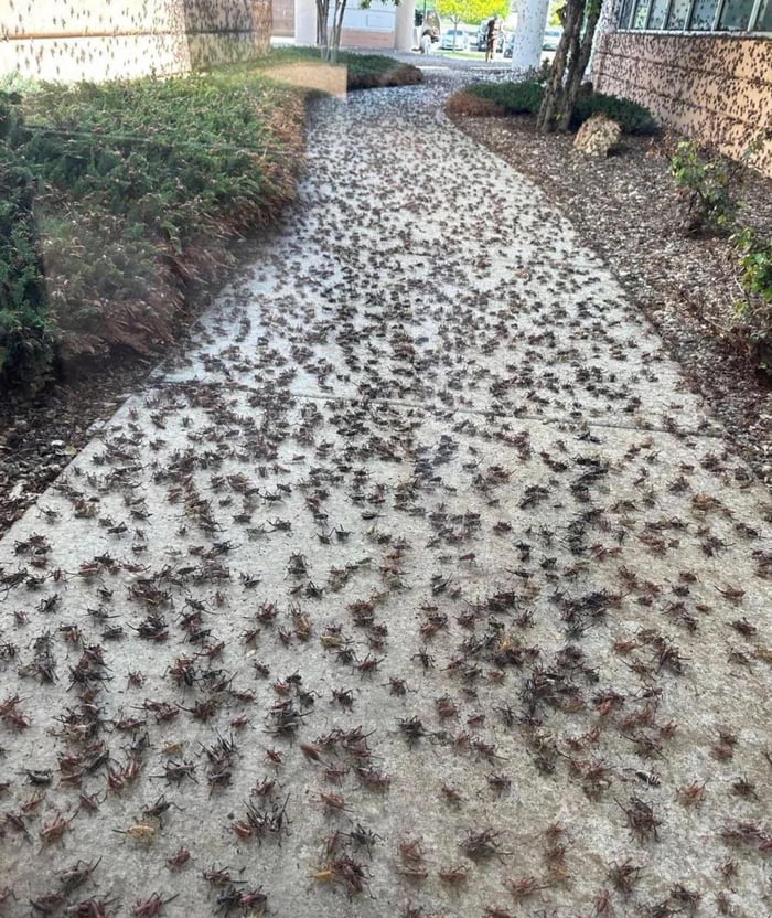 Mormon Crickets outside local hospital. 9GAG
