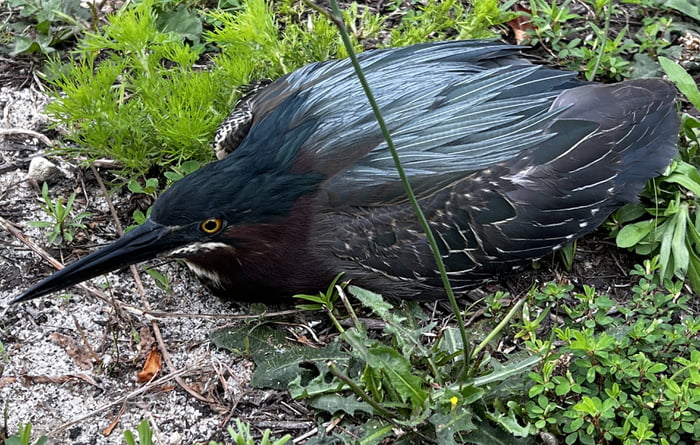 Can Anyone Help Identify This Bird Located In The Southeastern US 9GAG   Ay2Rr0p 700b 