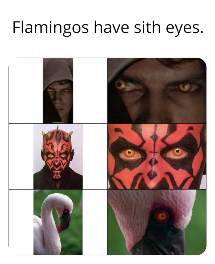 Flamingos have sith eyes  9GAG