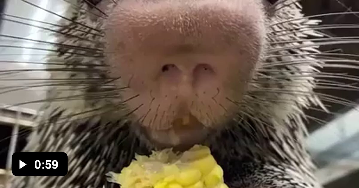 Rico the Porcupine eating corn at the Cincinnati Zoo. 9GAG