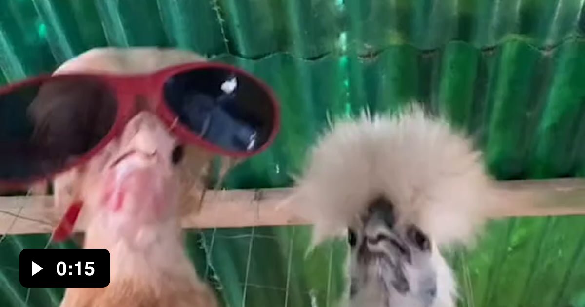 #Gallina #animals #viral #Musica️ #gracioso #Jajaja #Lindo #Funny #Risa ...