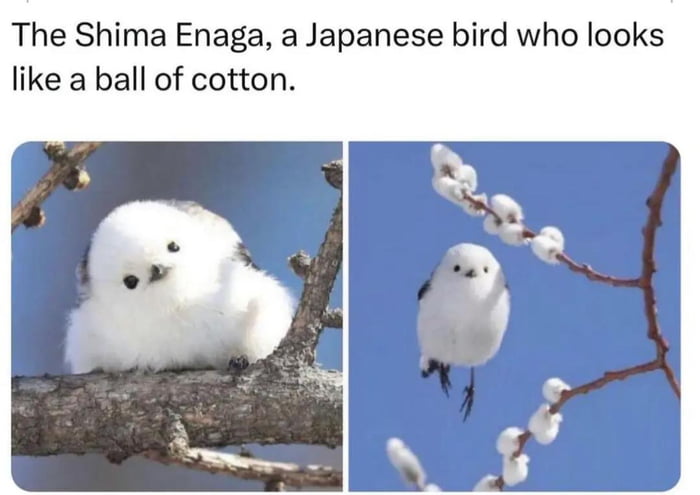 Cotton bird - 9GAG