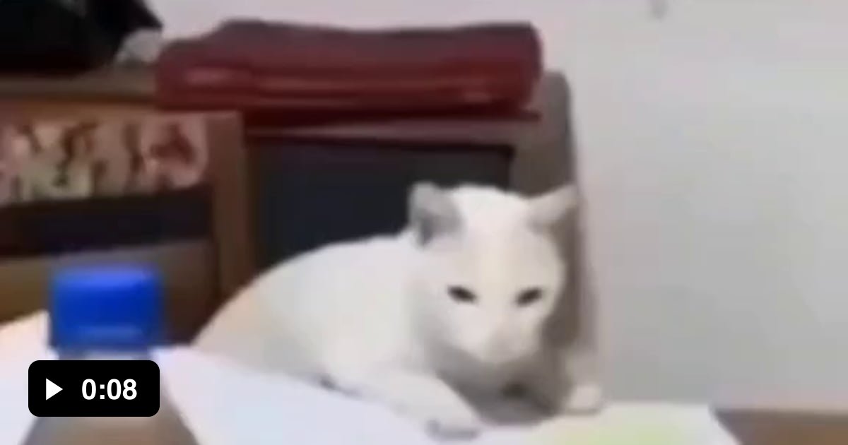 Cats have more personality than you can imagine 9GAG