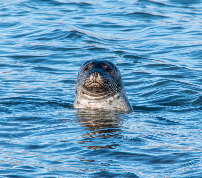 The Seal of Judgement judges you! 9GAG