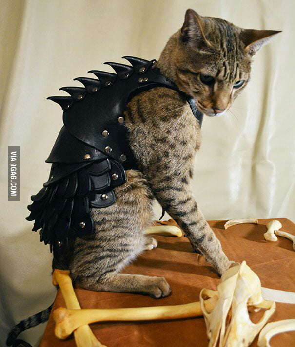 The most badass cat ever 9GAG