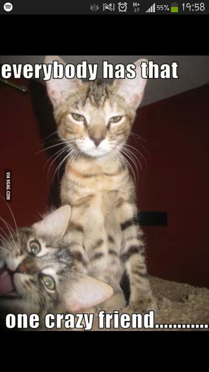 Because I know you like cats - 9GAG