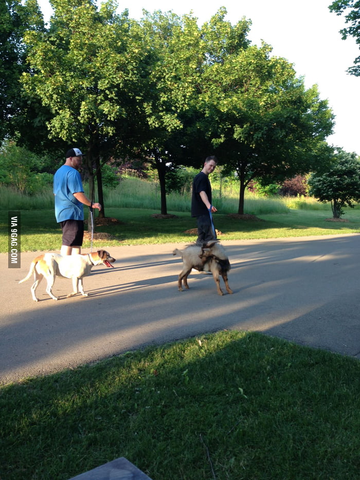 Just saw this guy walking a goat. So friggin' awesome! - 9GAG