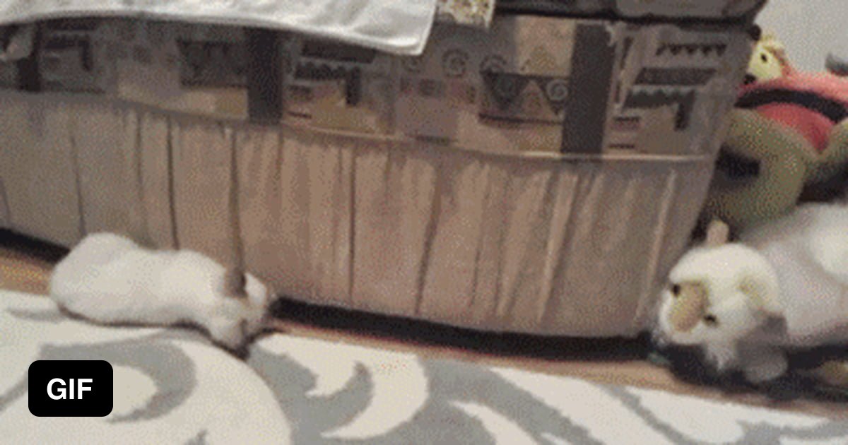 Обмани кота