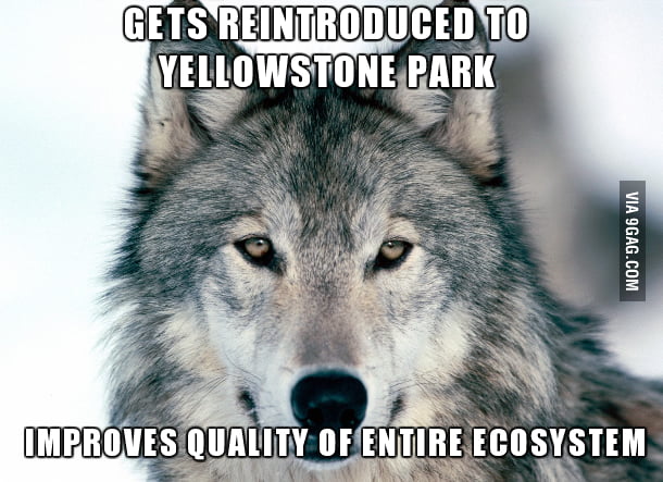 Good Guy Wolf - 9GAG