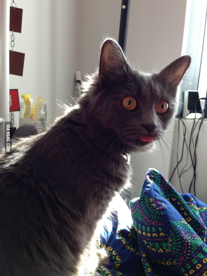 My Cat is in heat... She's a little flustered - 9GAG