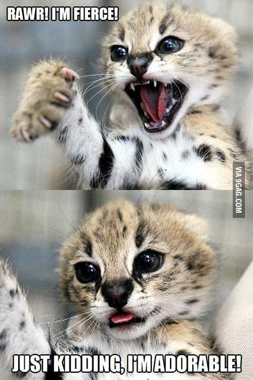 I googled "different cat moods"