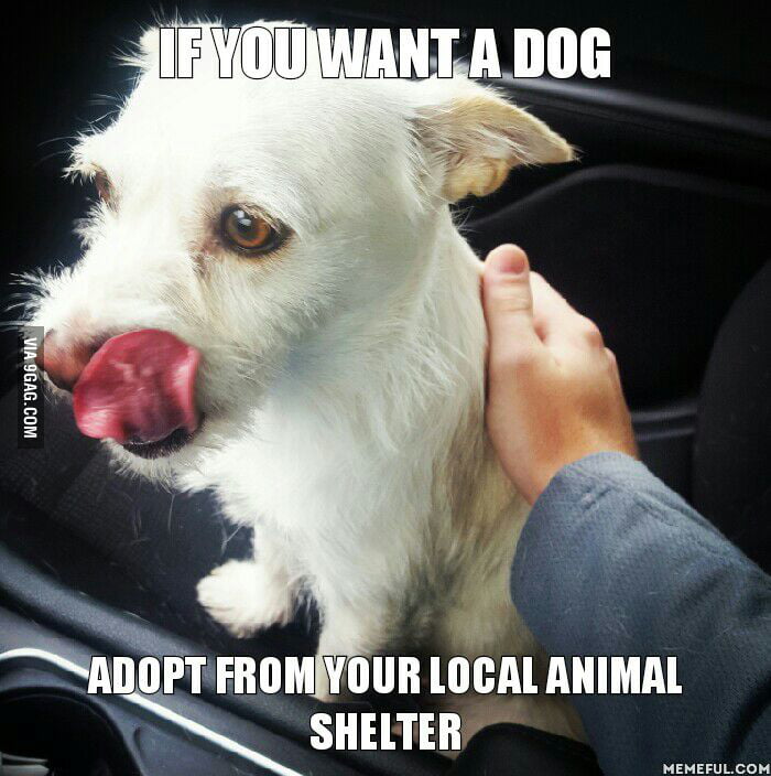 Best option to obtain a dog. It's already trained and much cheaper than