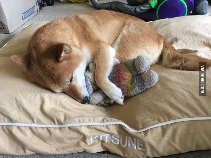 shiba teddy bear