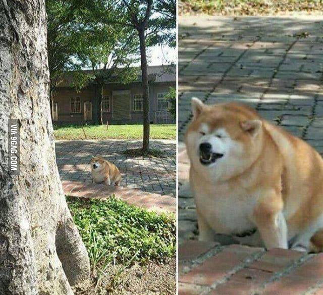 Just A Fat Doge Sneezing Lmao 9gag