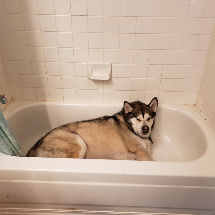 Single Drop Of Water In That Tub, Why Does My Dog Like To Lay In The Bathtub