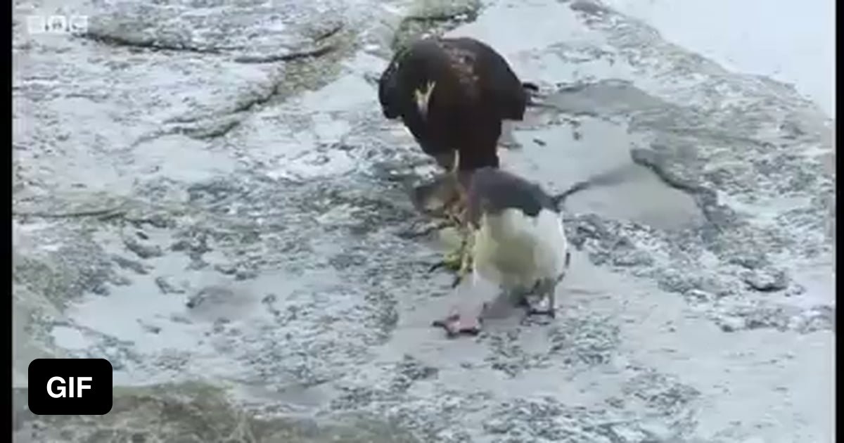 Ducks rescued a penguin that was being hunted by falcons - 9GAG