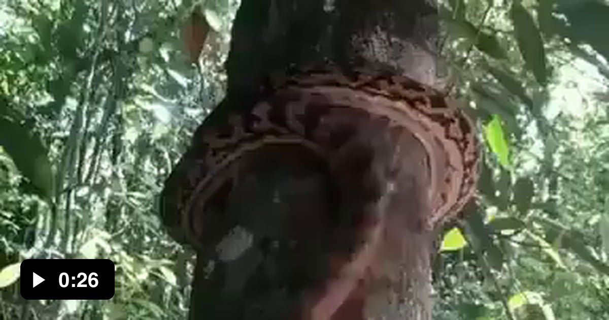 Can Australian Snakes Climb Trees