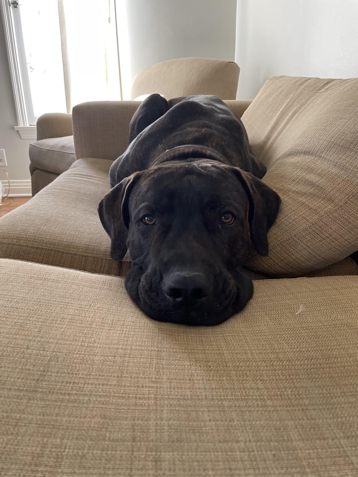 Handsome boi enjoying some couch time - 9GAG