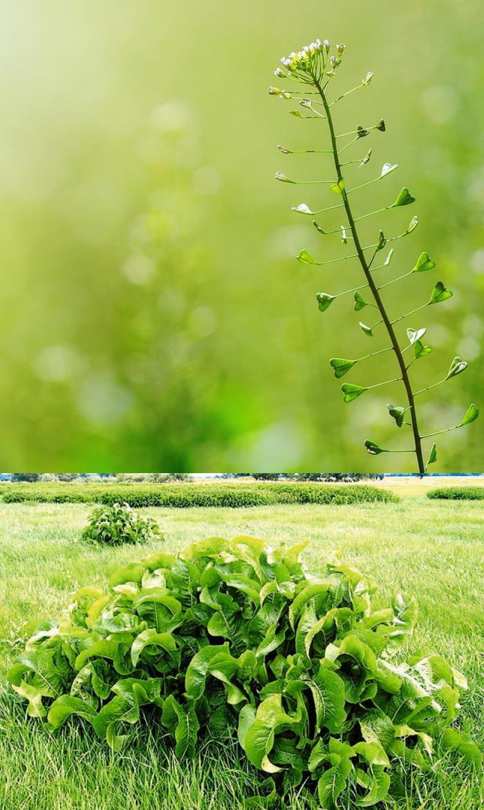 European superfoods, growing anywhere, in a meadow, or by the roadside