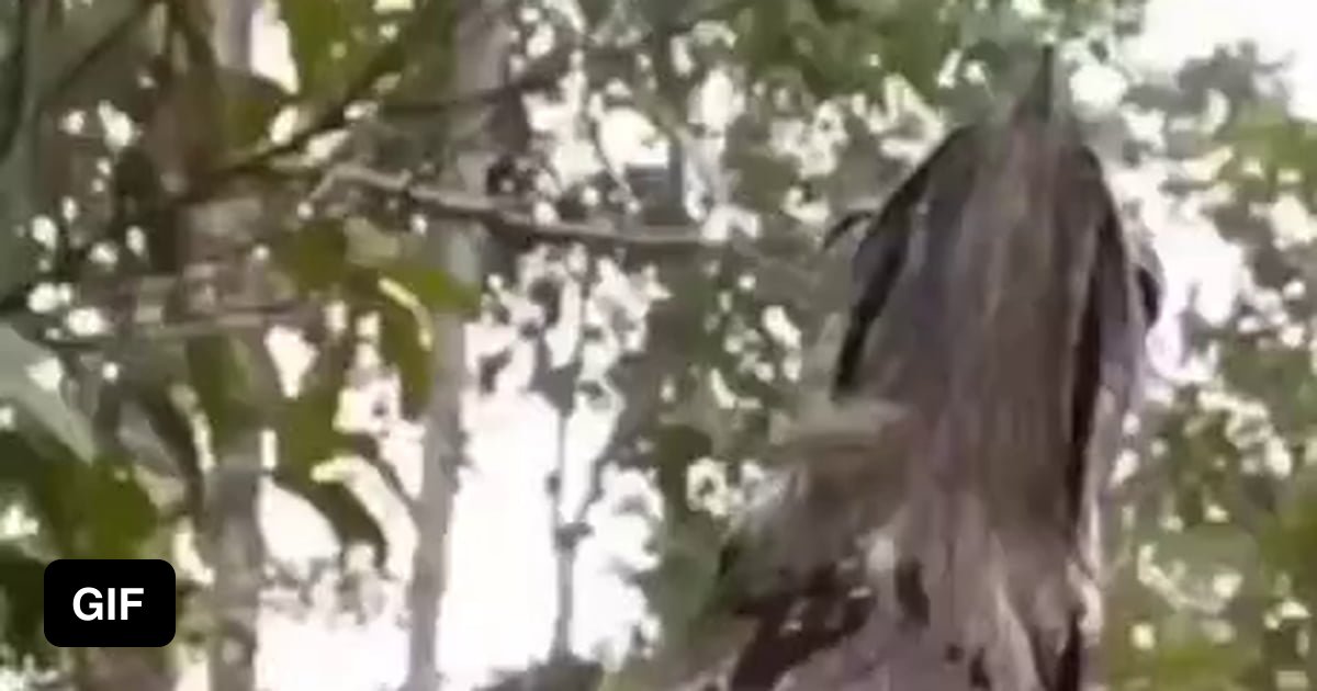 Patoo Raptors Amazing Potoo birds tree camouflage!! - 9GAG