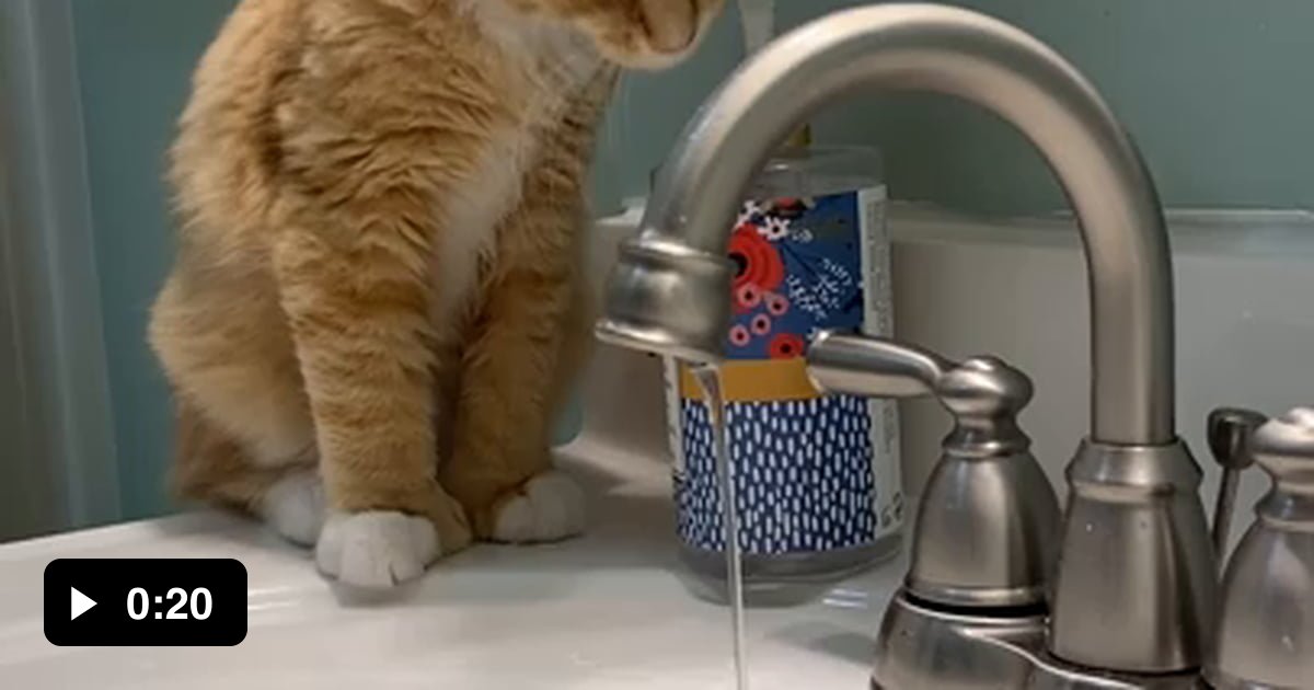 Kitten finds out that soap tastes bad 9GAG