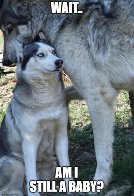 A Husky meets a Grey Wolf - 9GAG