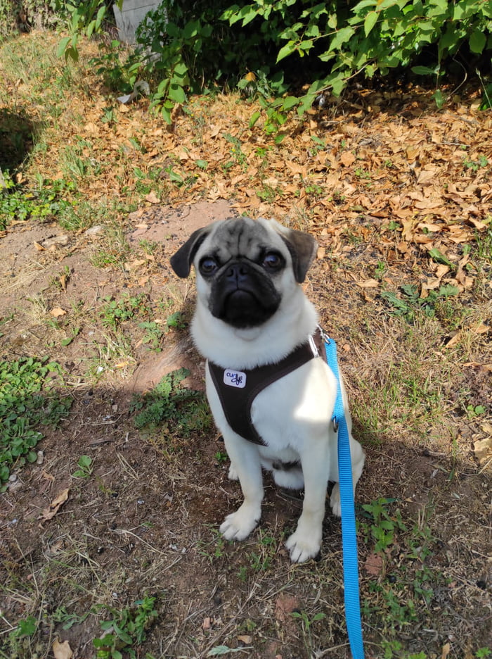 here-is-a-picture-of-my-old-german-pug-for-all-the-pug-owner-hater-he