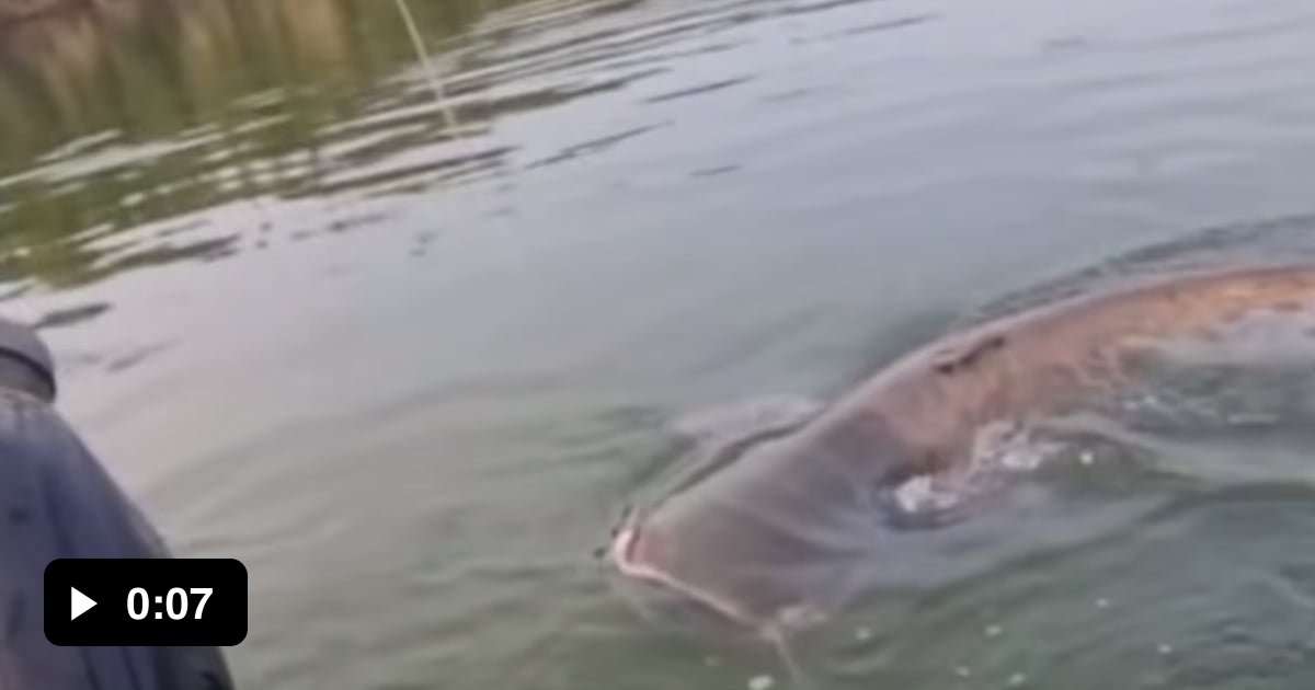 Téléchargement Wels Catfish Silurus Glanis - Foto 8